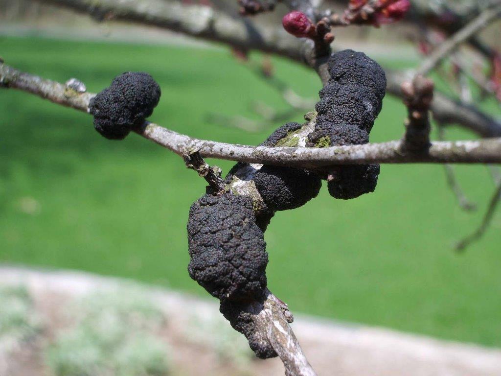 Black Knot Disease Time To Prune The Town Of Sedgewick Alberta